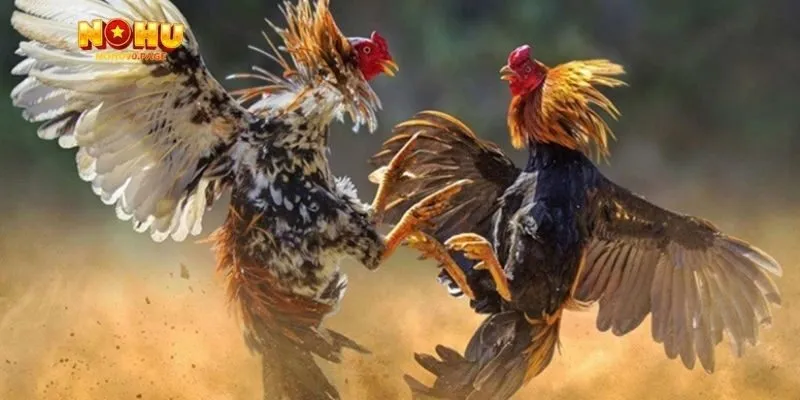 Điểm qua các dạng giống gà và thể thức thi đấu