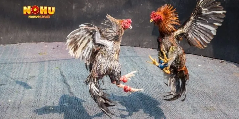 Bí quyết cá cược đá gà cựa dao hiệu quả