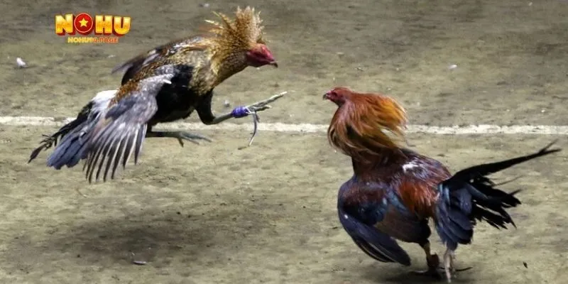 Đá gà Thomo là gì?