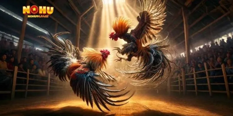 Luật chơi đá gà Thomo tại Nohu90