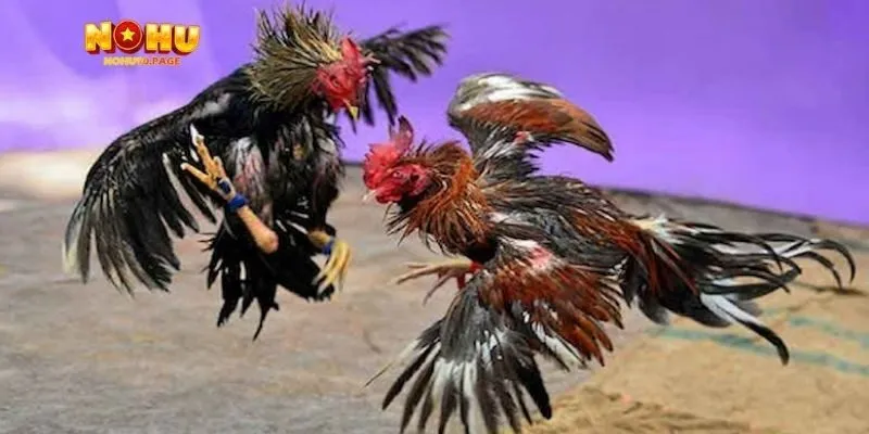 Ưu điểm khi tham gia đá gà Thomo tại Nohu90