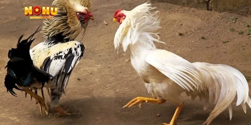 Gà cú – Linh hồn của trận đá gà 5 tỷ