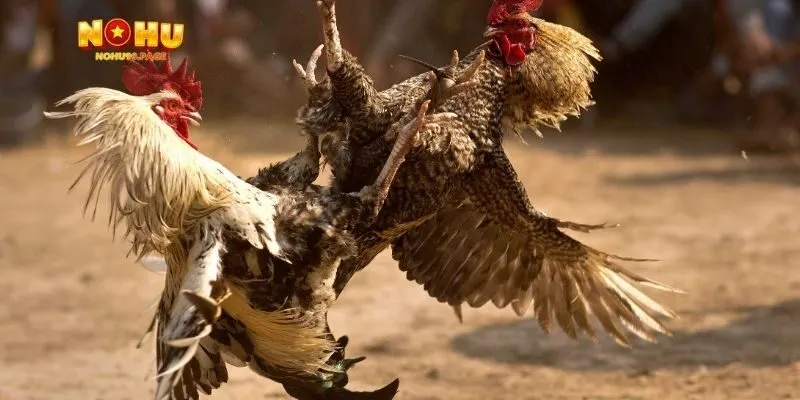 Bối cảnh trận đá gà 5 tỷ tại Thomo, Campuchia