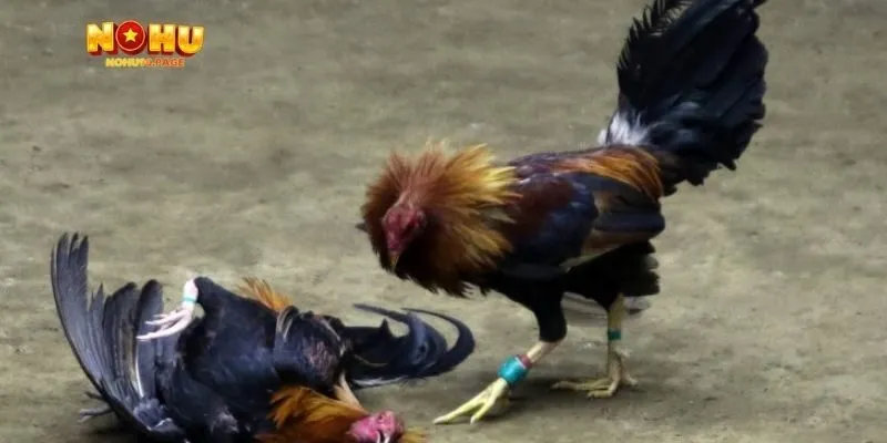 Diễn biến kịch tính của trận đá gà 5 tỷ